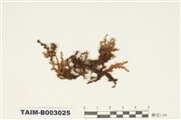 藏品(紫萼苔科)的圖片